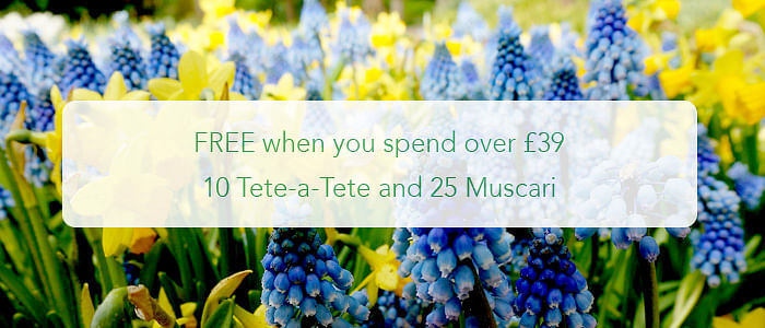 10 Tete-a-Tete and 25 Muscari for every order over £39