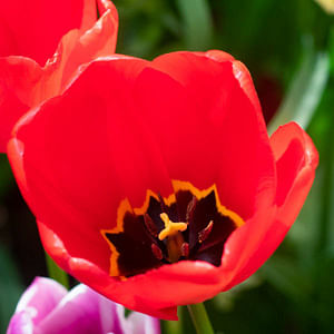 Peter Nyssen's top 10 tulip bulbs for 2025
