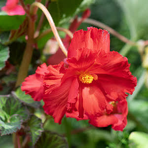 How to plant begonias