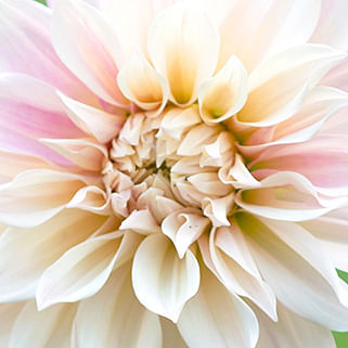 Your top questions about dahlias answered by the Peter Nyssen team