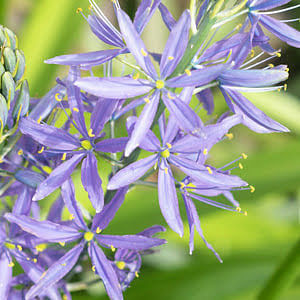 Camassia Bulbs