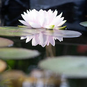 Top tips for keeping your garden cool in summer