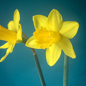 Is the Daffodil the Quintessential Spring Flower?