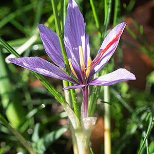 How to plant autumn flowering crocuses