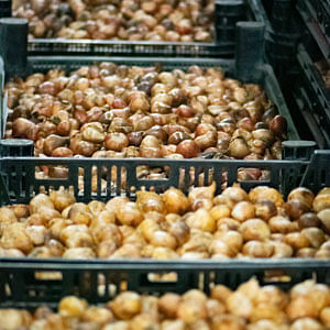 Where do bulbs come from?