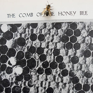 Bees, pollinators and more with Helen Bostock