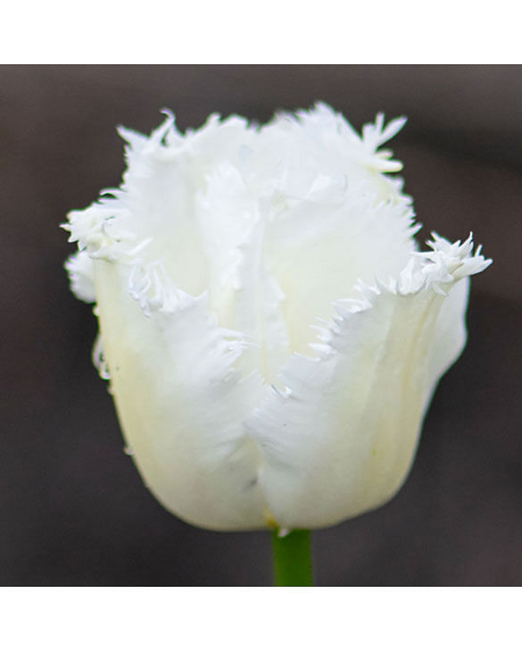The Allure of White Flowers: A Spring Garden Essential