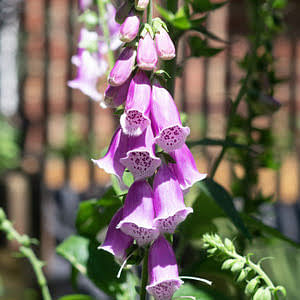 How to plant digitalises (foxgloves)