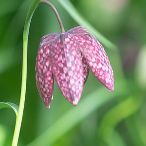 Naturalising bulbs - Growing bulbs the easy way