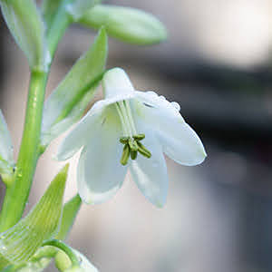 How to plant galtonias