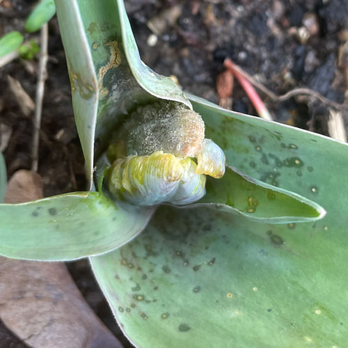 Tulip Fire? Make sure you know what to do.