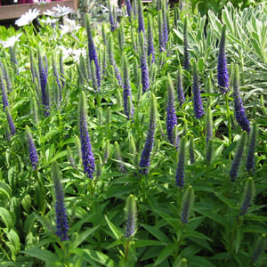 How to plant veronicas