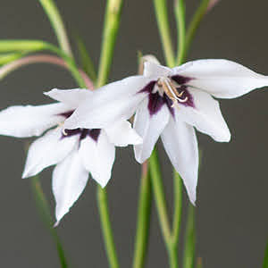Peacock Orchid, Acidanthera