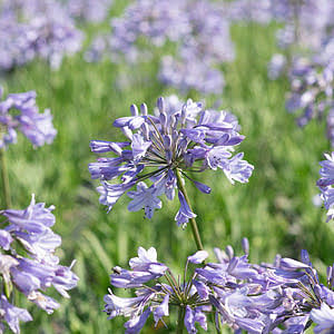 Divide agapanthus