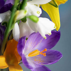 How to plant crocuses