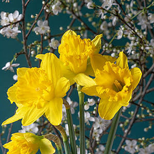 How to plant daffodils and narcissi