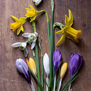 Which bulbs do I plant when?