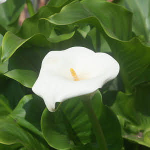 How to plant zantedeschias (calla lilies)