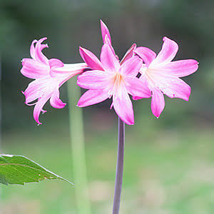 How to plant amaryllises belladonna