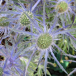 Plants for dry weather