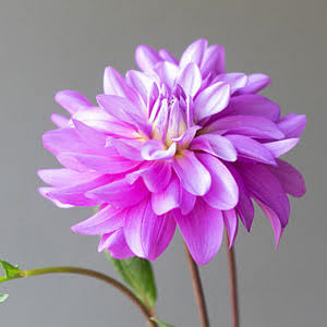 How to plant dahlias