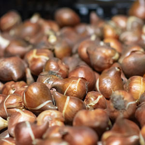 All You Need to Know About Flower Bulbs