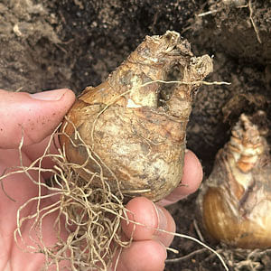 Planting daffodils in early autumn