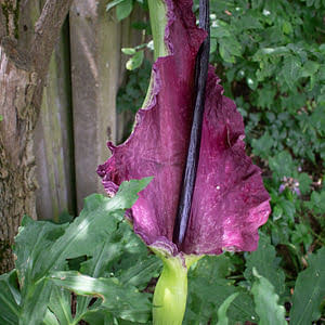 How to plant dracunculi
