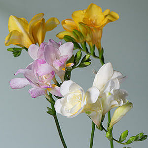How to plant freesias