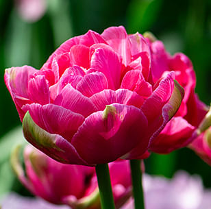 My Spring Selection