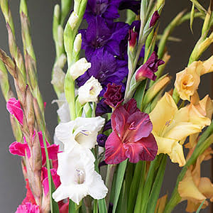 Gladioli