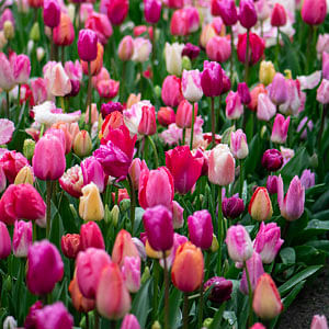 Spring inspiration from the largest flower garden in the world