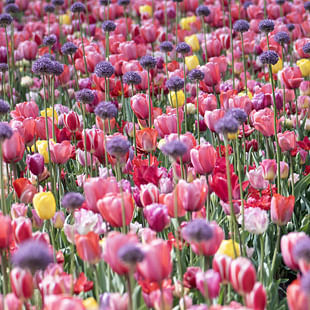 Cutting tulips