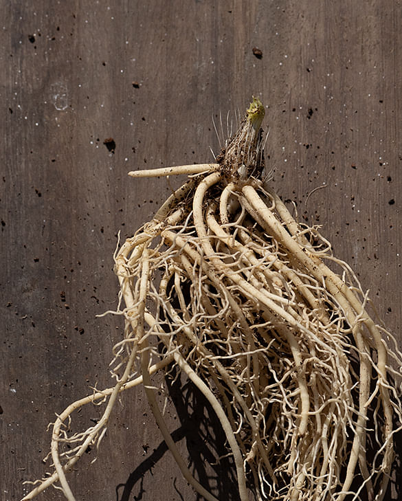Peter Nyssen now only sell bare-root perennials vs potted plants, here's why.