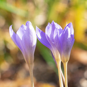 October Gardening Jobs: what to do to get ready for spring
