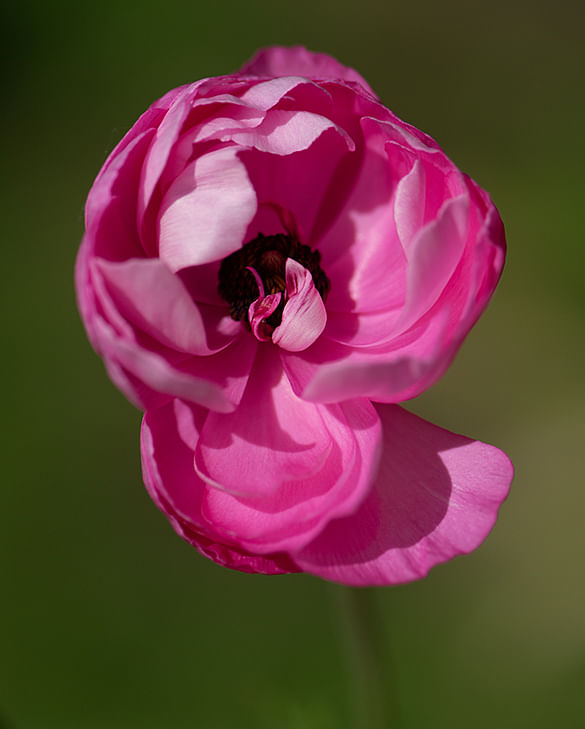 ranunculus