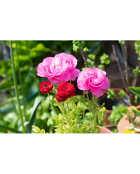 Plant Ranunculus in Spring