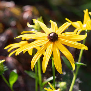 How to plant rudbeckias