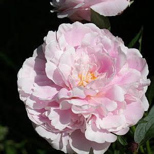 How to plant peonies