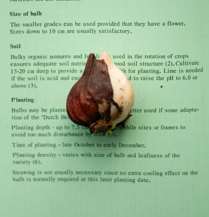 Bulb sizes - What the numbers mean and what you should look for.