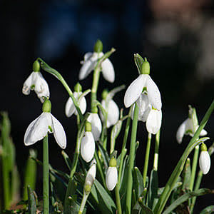 How to lift and divide snowdrops