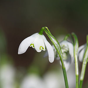 Snowdrops Planting time