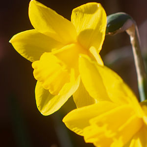Perennial bulbs, easy gardening that lasts from season to season