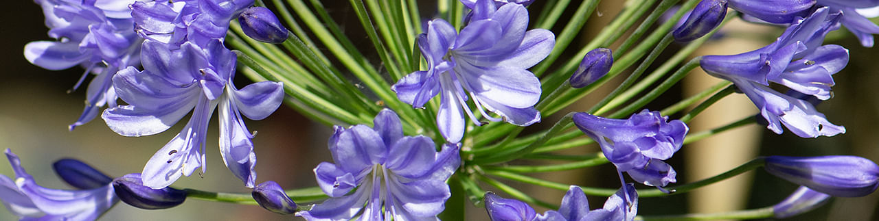 Hardy Perennial Plants Hardy Perennial Plants