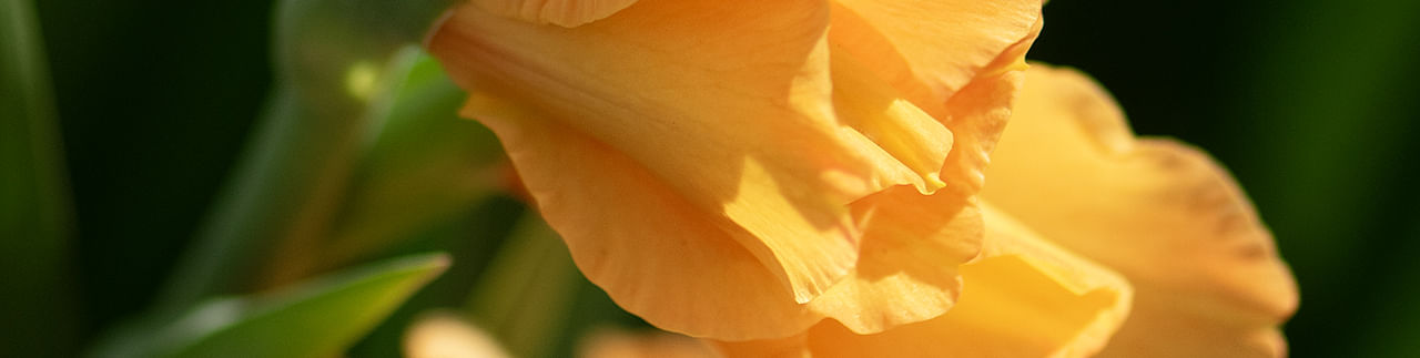 Gladioli Gladioli
