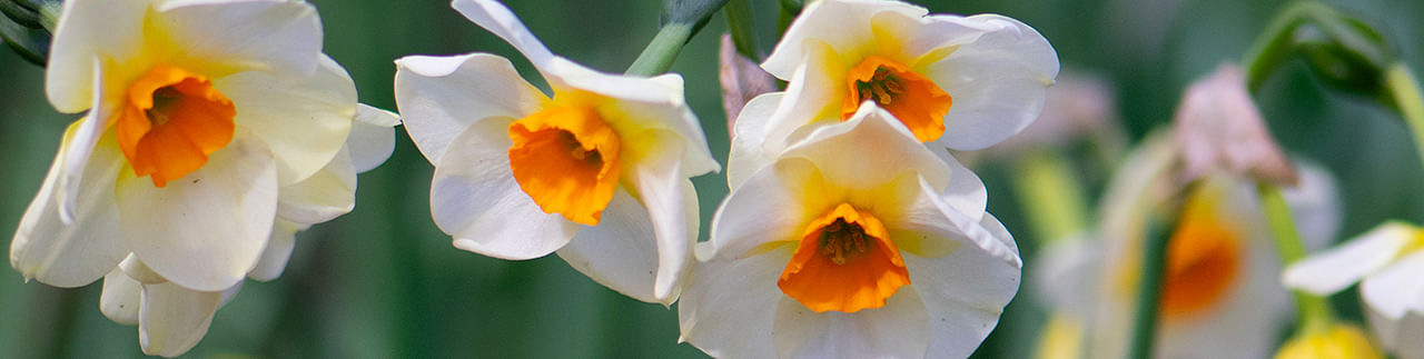 Daffodils & Narcissi Daffodils & Narcissi