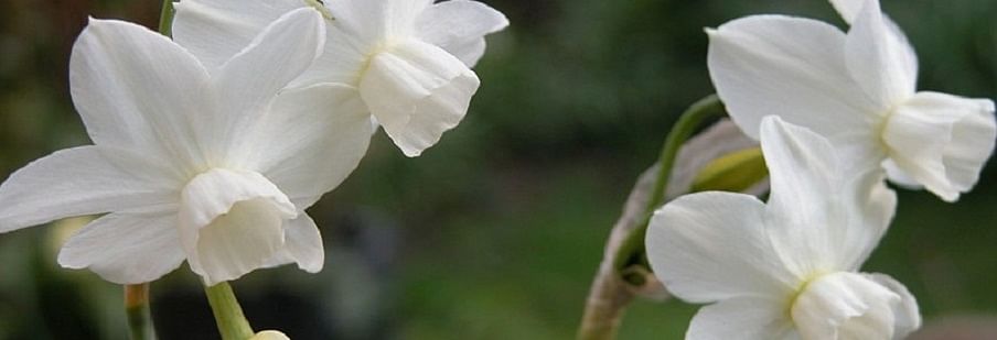 Narcissi (Indoor Flowering) Narcissi (Indoor Flowering)