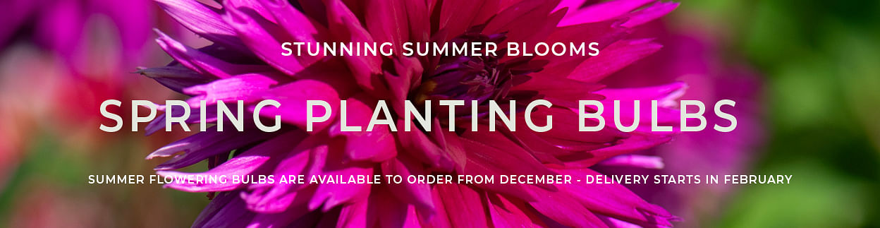 Spring Planting Spring Planting