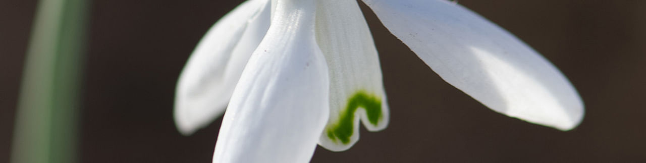 Bulbs in the Green