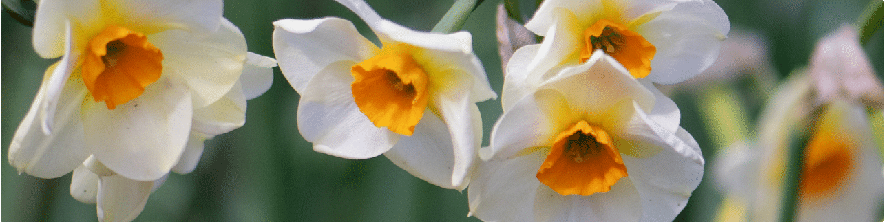 Daffodils & Narcissi Daffodils & Narcissi